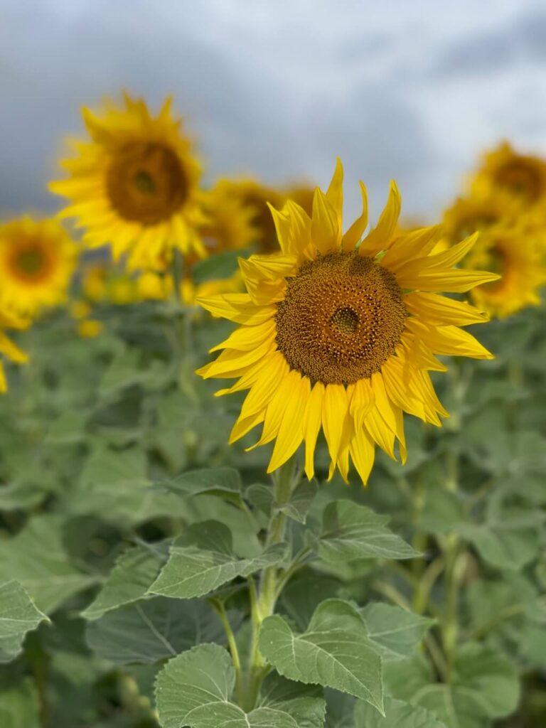sunflowers; HD generator and play
